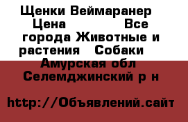 Щенки Веймаранер › Цена ­ 40 000 - Все города Животные и растения » Собаки   . Амурская обл.,Селемджинский р-н